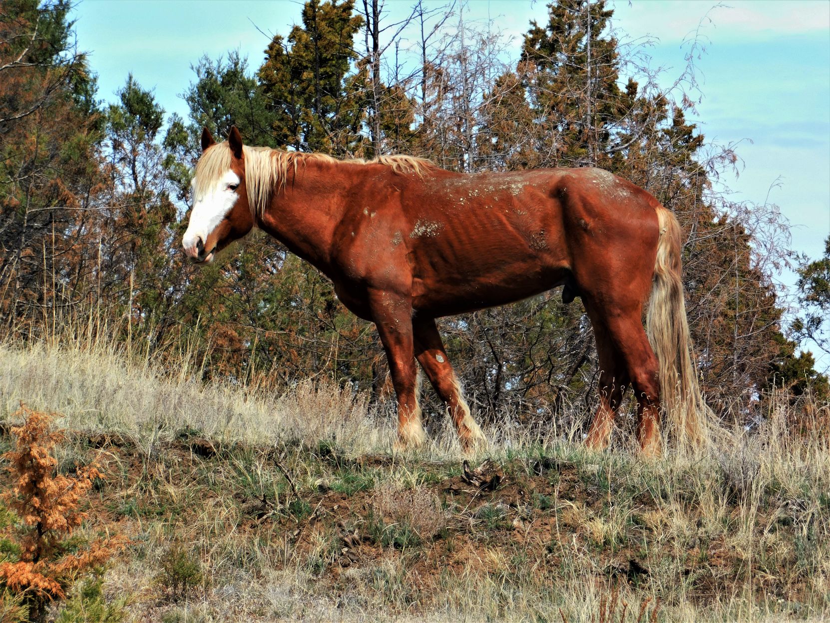 Yoakam - Bachelor Stallion